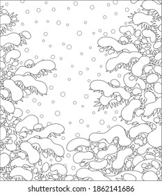 Snow-covered prickly fir branches in a white winter forest on a snowy and frosty beautiful day, black and white outline vector cartoon illustration for a coloring book page