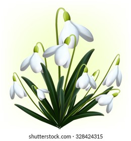 snowdrop