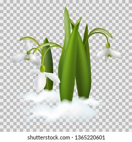 Snowdrop. Bouquet of snowdrops. Spring fragrance. Spring Flower.
Happy Mother's Day Template. Greeting card. Springtime. Vector illustration. 