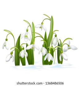 Snowdrop. Bouquet of snowdrops. Spring fragrance. Spring Flower. Happy Mother's Day Template. Greeting card. Springtime. Vector illustration. 