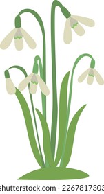 Snowdrop in cartoon flat style on white background. Vector illustration with flowers.