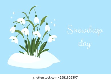 Snowdrop Day. Banner with snowdrops in snow. Spring is coming. Spring wildflower. Vector illustration