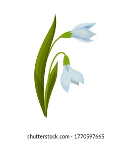 Snowdrop Drooping Flowers on Stem with Linear Leaves Vector Illustration