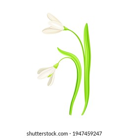 Snowdrop Drooping Flowers on Stem with Linear Leaves Vector Illustration