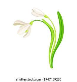Snowdrop Drooping Flowers on Stem with Linear Leaves Vector Illustration