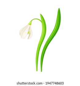 Snowdrop Drooping Flowers on Stem with Linear Leaves Vector Illustration