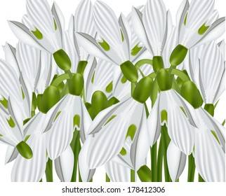 Snowdrop, first spring flowers 