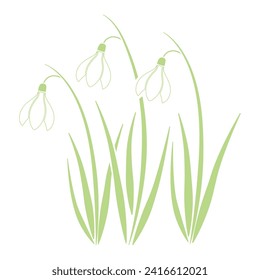 Snowdrop, first spring flowers, vector