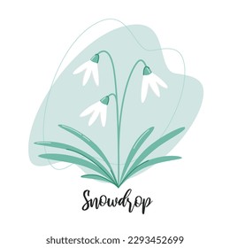 Snowdrop flower. Botanical vector illustration. Floral decor for postcard or other print