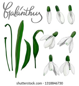 snowdrop flower elements vector isolated for spring design