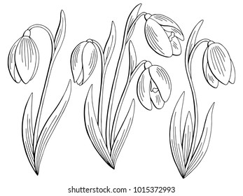 Snowdrop flower graphic black white isolated sketch set illustration vector 