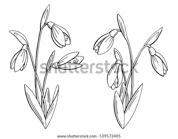 雪滴花のグラフィックス 白黒のスケッチイラストベクター画像 のベクター画像素材 ロイヤリティフリー