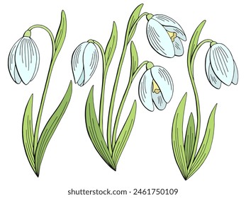 Ilustración de dibujo aislado de color gráfico de la flor de la nieve Vector 