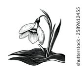 Snowdrop flower growing from the ground 3 colors engraving sketch black and white EPS 10