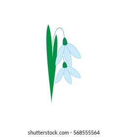 Snowdrop flower isolated. Illustration floret on white background. Cute delicate sign symbol spring. Colorful template for prints, textiles, wrapping, wallpaper etc. Design element Vector illustration