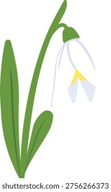 Snowdrop flower isolated vector illustration