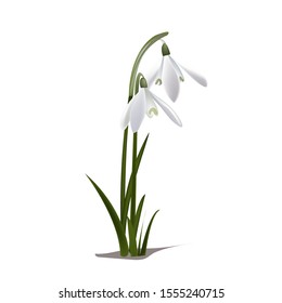 Snowdrop flower on white background, Vector illustration of natural flower.