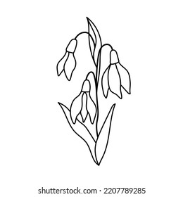 Flor de nevada. Planta vector de contorno aislada en blanco