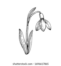 Snowdrop flower with petals and leaves. Hand drawn ink sketch. Black and white doodle vector illustration on white background.