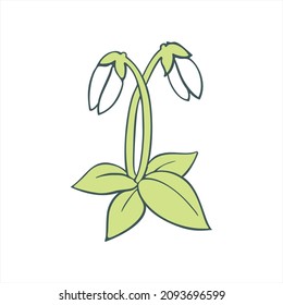 Snowdrop flower plant isolated on white. Hand drawn vector illustration of galanthus.