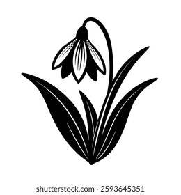 snowdrop flower silhouette vector on white vector