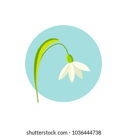 snowdrop flower vector illustration