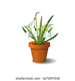 Snowdrop in flowerpot isolated on white background vector illustration
