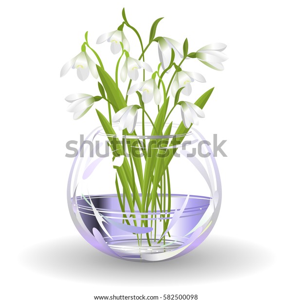 Snowdrop Flowers Galanthus Hand Drawn Realistic Stock Vector