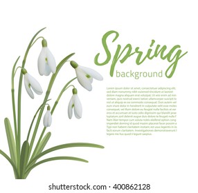 Snowdrop flowers isolated on white. Spring background template. Vector illustration.
