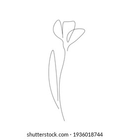 Snowdrop flowers line drawing, vector illustration
