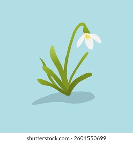 snowdrop flowers on blue background