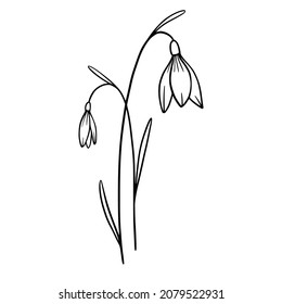 Snowdrop flowers on white background. Hand-drawn illustration of a spring snowdrop flower. Drawing, line art, ink, vector.