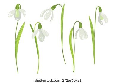 Snowdrop Flores e Sprigs Set, Vetor de hastes finas, Arte Snowdrop, Hastes Snowdrop, Elementos florais mínimos para o design
