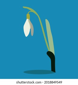 snowdrop flowers spring march wild