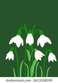 snowdrop flowers vector illustration on green background 