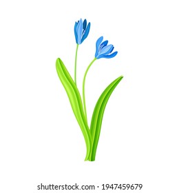 Snowdrop or Galanthus with Blue Pendulous Flower and Linear Leaves Vector Illustration