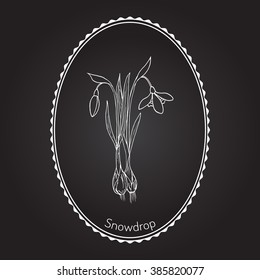 Snowdrop (Galanthus nivalis), early spring flower. Hand drawn botanical vector illustration