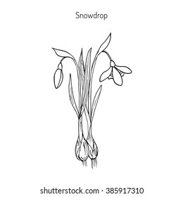 Snowdrop (Galanthus nivalis), early spring flower. Hand drawn botanical vector illustration