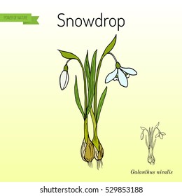 Snowdrop (Galanthus nivalis), early spring flower. Hand drawn botanical vector illustration