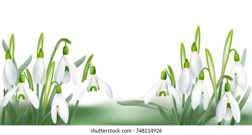 Snowdrop - Galanthus nivalis.
Hand drawn vector illustration of delicate white wildflowers piercing the snow.