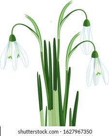 Snowdrop or Galanthus nivalis with white flowers and green leaves isolated on white background