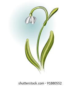 snowdrop in the green color