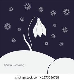 Snowdrop grows in the snow. Snowflakes are flying from above. The inscription on the snow - spring is coming. Minimalistic cute vector blue and white image. Flat. Suitable for postcards, banners.