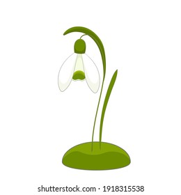 Ilustración de Snowdrop sobre fondo blanco. Flor de primavera. Planta Galanthus.