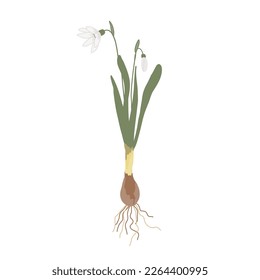 Snowdrop isolated on white background. First spring flower with roots and bulb, vector illustration.