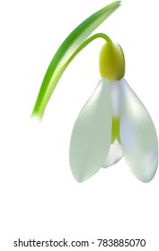 snowdrop isolated on white background close up. Photo-realistic mesh vector illustration.