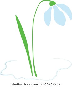 Snowdrop isolated on white Spring flower. vector design eps 10