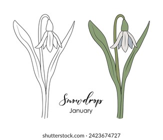 Snowdrop January birth month flower vector drawing