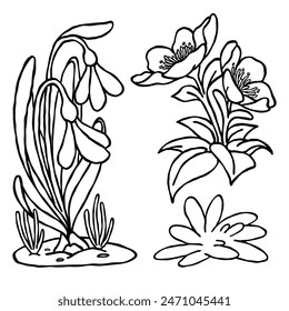 snowdrop and lenten rose spring flower illustration set in engraved hand drawn black and white outline drawing