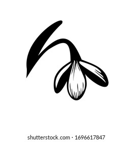 Schneekabine, Lilie, Logo für die Frühlingsblume, Symbol einzeln auf weißem Hintergrund.